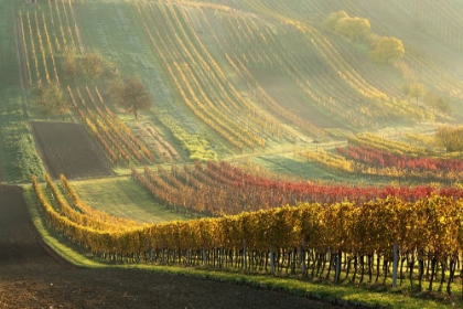 Picture of AUTUMN VINEYARDS