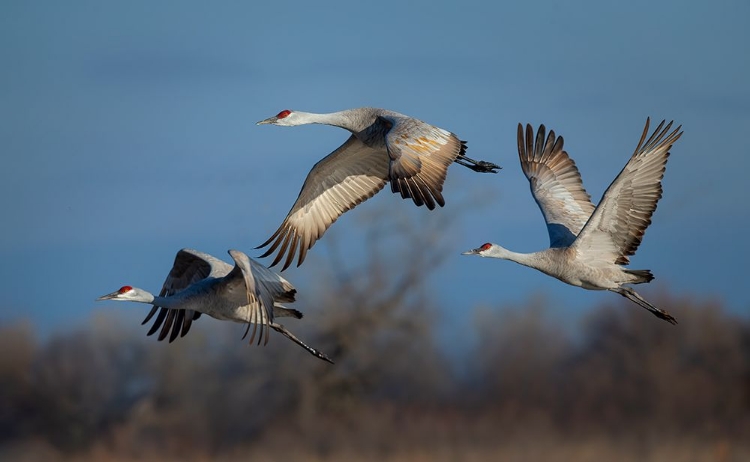 Picture of SPRING MIGRATION