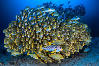 Picture of CAPE KRIS SCHOOL OF SWEETLIPS