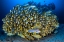 Picture of CAPE KRIS SCHOOL OF SWEETLIPS