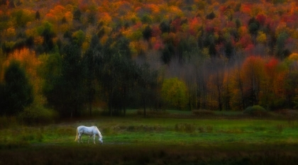 Picture of AUTUMN GLORY