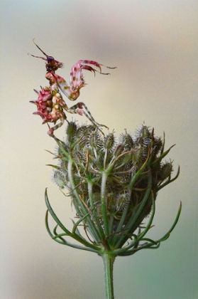Picture of FLOWER MANTIS