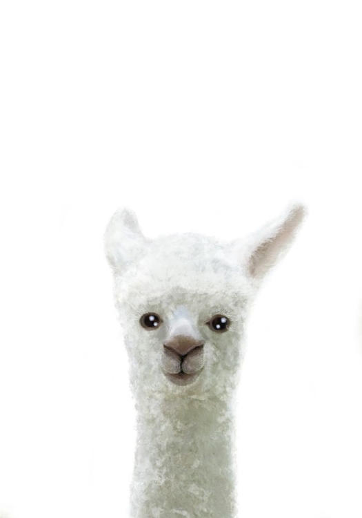 Picture of LLAMA