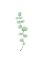 Picture of BRANCH