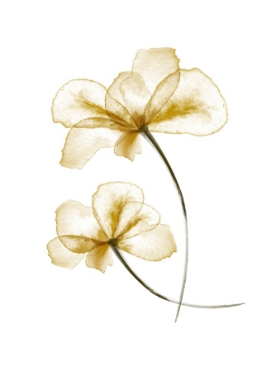 Picture of PRESSED FLOWERS