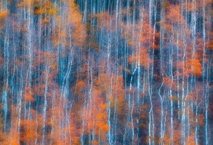 Picture of AUTUMN ABSTRACT