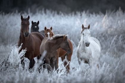 Picture of ONE FROSTY MORNING..