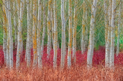 Picture of BIRCH FOREST
