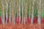 Picture of BIRCH FOREST