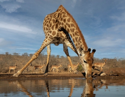 Picture of GIRAFFE HAVING A DRINK