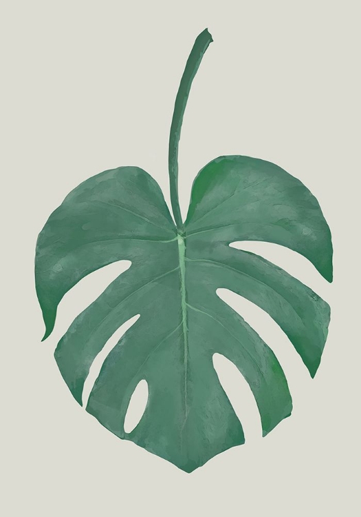 Picture of MONSTERA AQUA 05