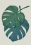 Picture of MONSTERA AQUA 06