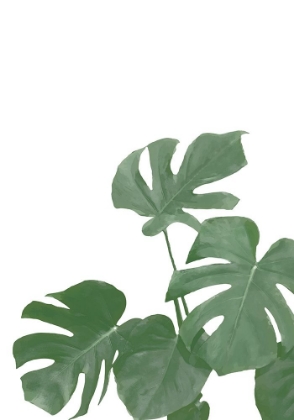 Picture of MONSTERA AQUA 04