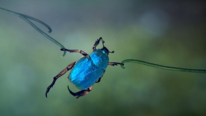 Picture of THE ACROBAT