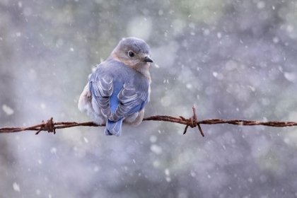 Picture of EASTERN BLUEBIRD