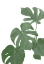 Picture of MONSTERA AQUA 03