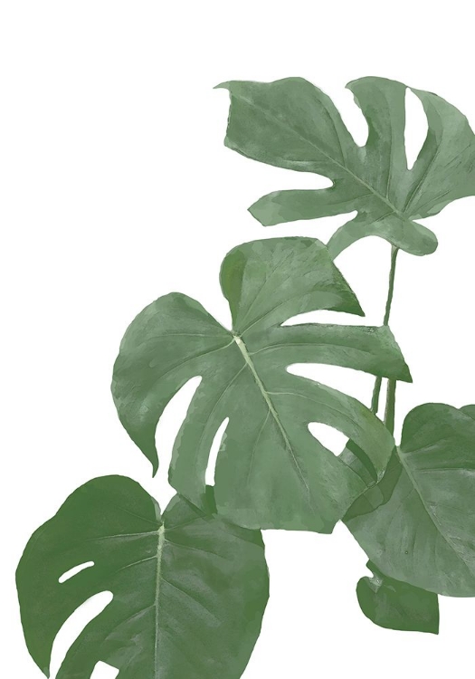 Picture of MONSTERA AQUA 03