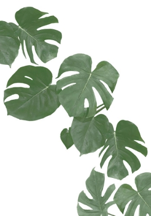 Picture of MONSTERA AQUA 02