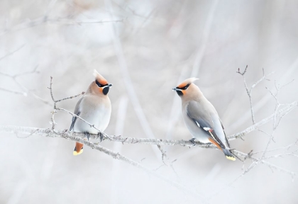 Picture of BOHEMIAN WAXWINGS