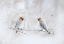 Picture of BOHEMIAN WAXWINGS