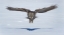 Picture of GREAT GREY OWL IN FLIGHT