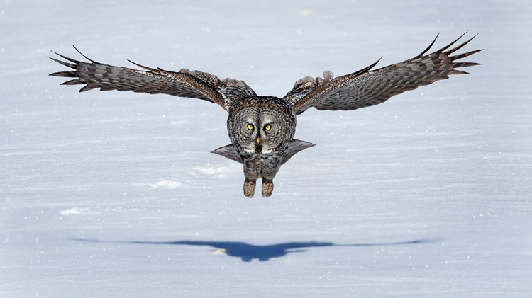Picture of GREAT GREY OWL IN FLIGHT