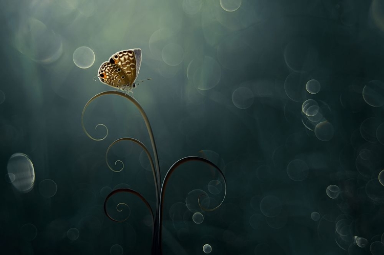 Picture of BUTTERFLY IN THE MORNING WITH BOKEH