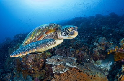 Picture of GREEN SEA TURTLE FROM RAJA AMPAT