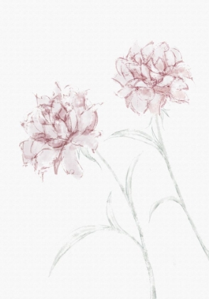 Picture of PEONY 03