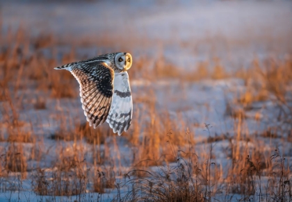 Picture of SHORT-EARED OWL