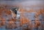 Picture of SHORT-EARED OWL
