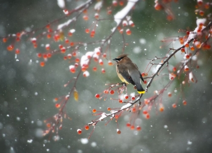 Picture of FIRST SNOW