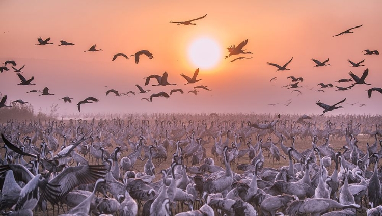 Picture of CRANES AT SUNRISE