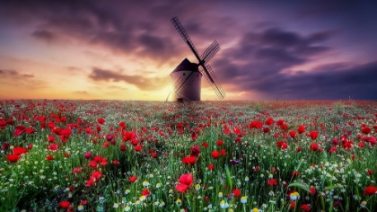 Picture of SPRING BY THE WINDMILL