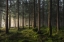 Picture of A SENSE OF SPRING