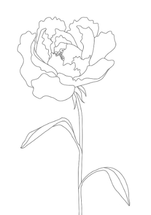 Picture of PEONY LINES