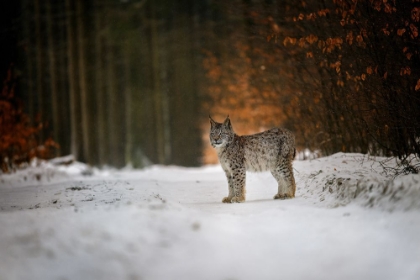 Picture of BOBCAT IN WINTER FOREST