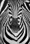 Picture of ZEBRA
