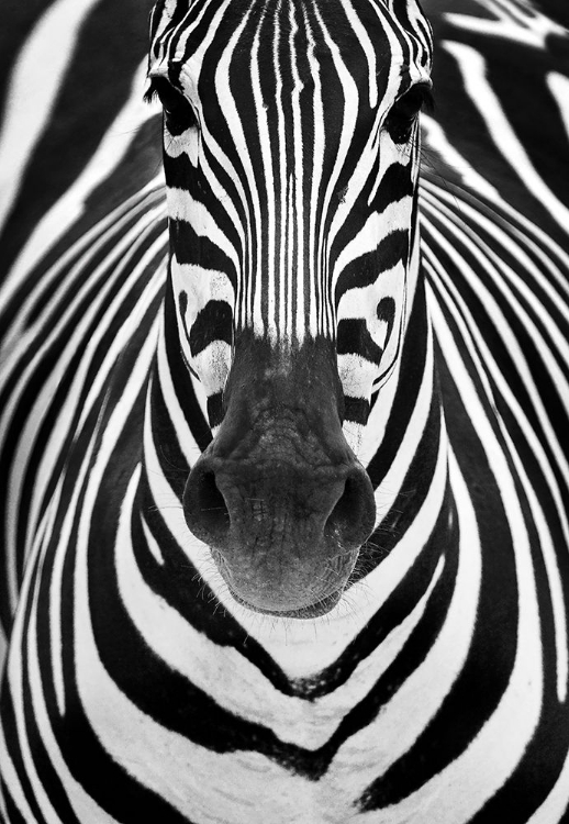 Picture of ZEBRA