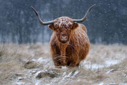 Picture of SNOWY HIGHLAND COW