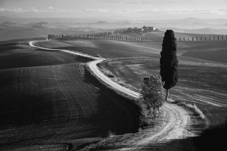 Picture of MORNING IN THE FIELD