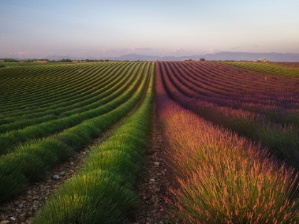 Picture of FIELD OF LAVENDER