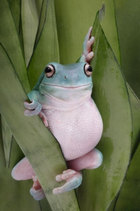 Picture of A WHITES TREE FROGS POSE