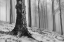 Picture of FOREST