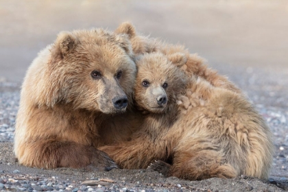 Picture of MOMMA BEAR AND CUB AWARE