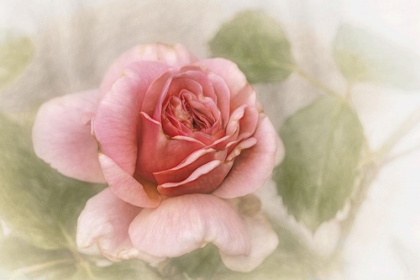 Picture of SMOOTH ROSE