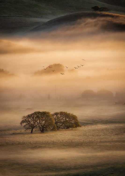 Picture of MORNING FOG