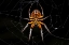 Picture of TROPICAL ORB WEAVER