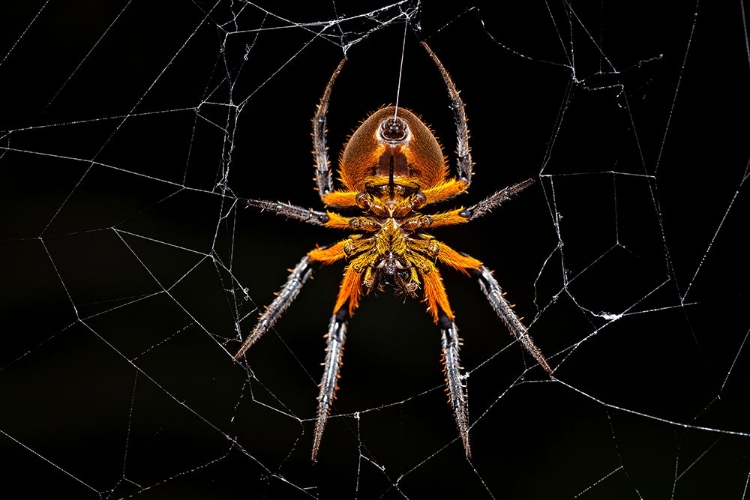 Picture of TROPICAL ORB WEAVER