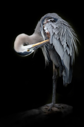Picture of THE GREAT BLUE HERON